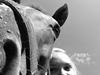 Fuldblod (XX) Macho Dancer (Ire) [Himmelhest]