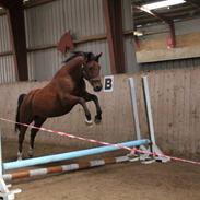 Anden særlig race Pronto (Tidl. Part. R.I.P)