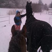 Dansk Varmblod Jestis Design