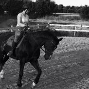 Dansk Varmblod Jestis Design