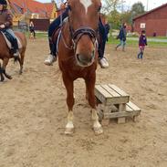 Anden særlig race Trigger