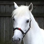 Anden særlig race Hailey