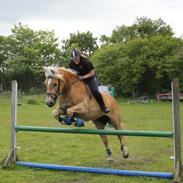 Haflinger Misty 