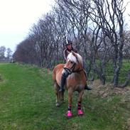 Haflinger Misty 