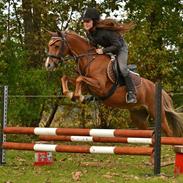 Welsh Pony (sec B) cindi