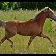 Welsh Pony (sec B) cindi