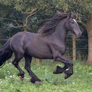 Anden særlig race Kannikely's Jalke