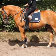 Anden særlig race Sun Dancer