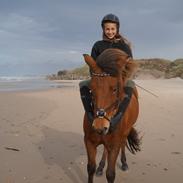 Islænder Elja fra Stensborggård