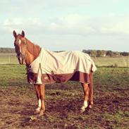 Anden særlig race Virago