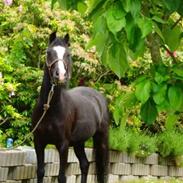 Welsh Pony (sec B) Pentino