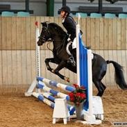 Welsh Pony (sec B) Pentino