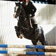 Welsh Pony (sec B) Pentino