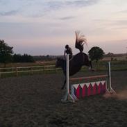 Dansk Varmblod Bailey (solgt)