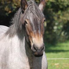 Belgier Martha af Vollerupgårde - R.I.P. d. 7.10.2014