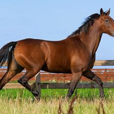 Anden særlig race Di'dande