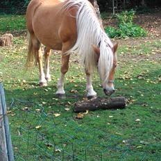 Haflinger Kornela