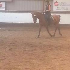 Anden særlig race Beauty