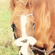 Arabisk fuldblod (OX) Dancer <3