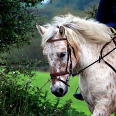 Anden særlig race Bailey