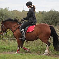 Anden særlig race Hesdalskærs Victoria <3