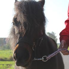 Shetlænder Ejstrups Amaya (Flicka)