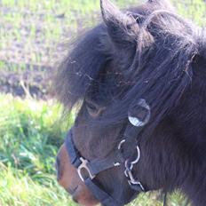 Shetlænder Ejstrups Amaya (Flicka)