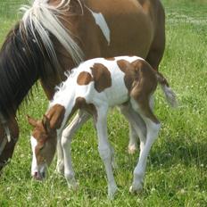 Pinto Amazing Apache