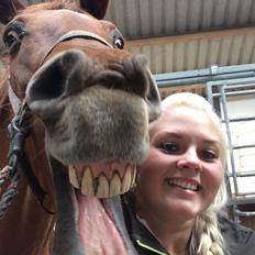 Dansk Varmblod Ibiki (død) 