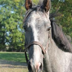 Dansk Varmblod Quality Sun AX  HINGST