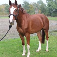 Dansk Varmblod Skavhøjs Chad F