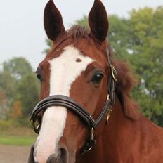 Dansk Varmblod Skavhøjs Chad F