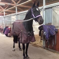 Dansk Varmblod Pinvigs Cha Cha