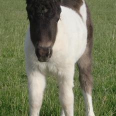 Shetlænder More Roses Ulyana - solgt - RIP 2020