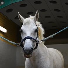 Anden særlig race Silver Moon