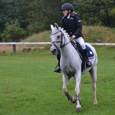 Anden særlig race Silver Moon