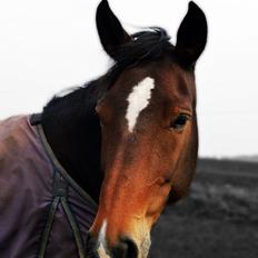 Dansk Varmblod Bakkegaarden's jasmin