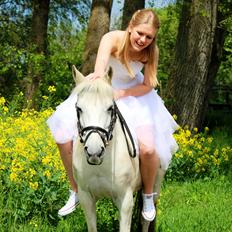 Hollandsk Sportspony Kitty