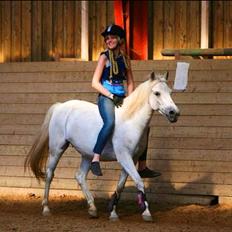 Hollandsk Sportspony Kitty