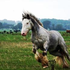 Tinker Lionheart Stud Flint