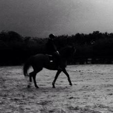 Anden særlig race sunshine kaldt sunny "LÅNEHEST"