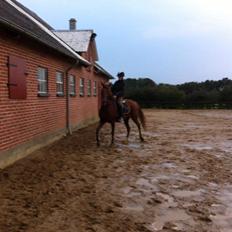 Anden særlig race sunshine kaldt sunny "LÅNEHEST"