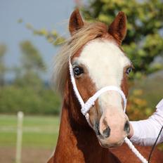 Welsh Mountain (sec A) Ceulan Romany