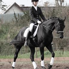 Dansk Varmblod Søndergaards Desirée