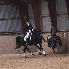 Dansk Varmblod Søndergaards Desirée