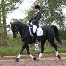 Dansk Varmblod Søndergaards Desirée