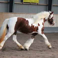 Tinker Piebald Irish Kiki