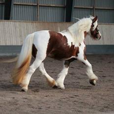 Tinker Piebald Irish Kiki