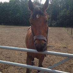 Anden særlig race Laural Frivolity 