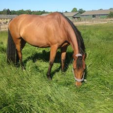 Anden særlig race Laural Frivolity 